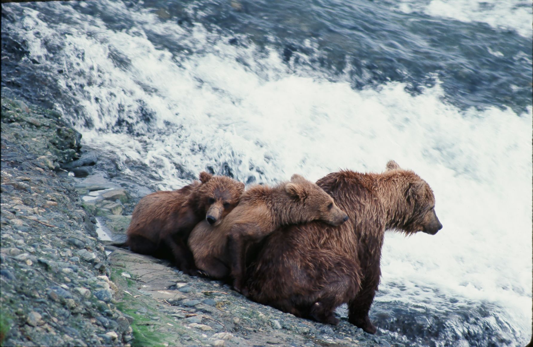City wilds - Bears Come First - Sherwonit.bear family at McNeil Falls.JPG